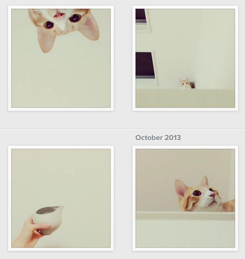 Instagram feeds to make you happY: Tomochunba, the Japanese cat