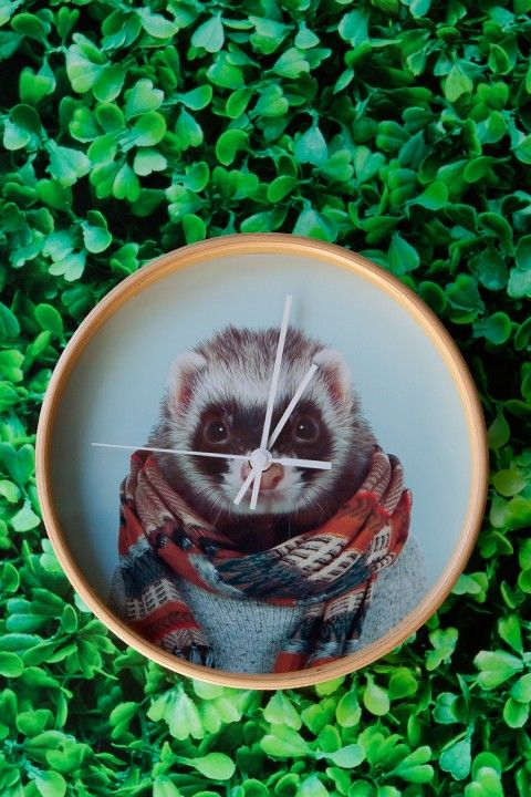 Zoo portrait animal clocks: Ferret in a scarf